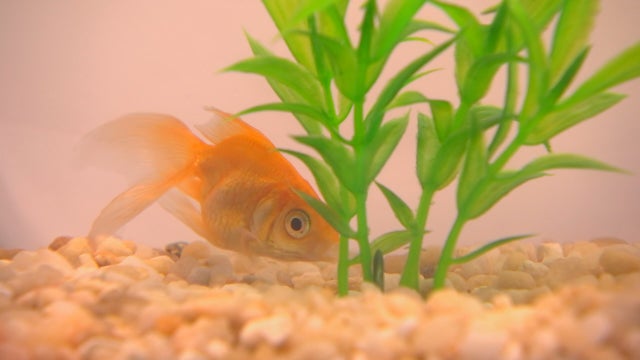 Fishing for fun? Wayzata-based company mails live goldfish