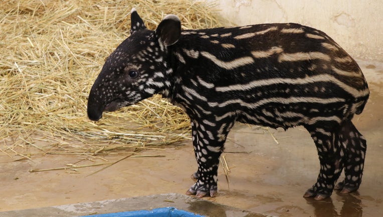 Endangered Baby Malayan Tapir Born At Minnesota Zoo Over The Summer Endangered Baby Malayan Tapir Born At Minnesota Zoo Over The Summer
