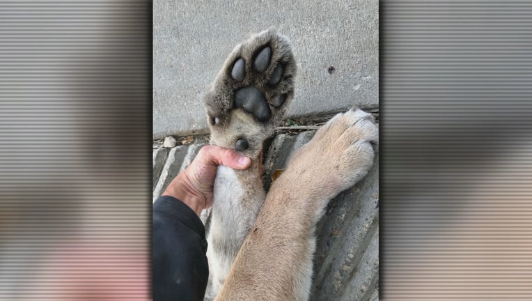 cougar in Bloomington