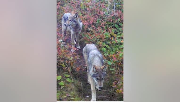 Isle Royale National Park wolf pups