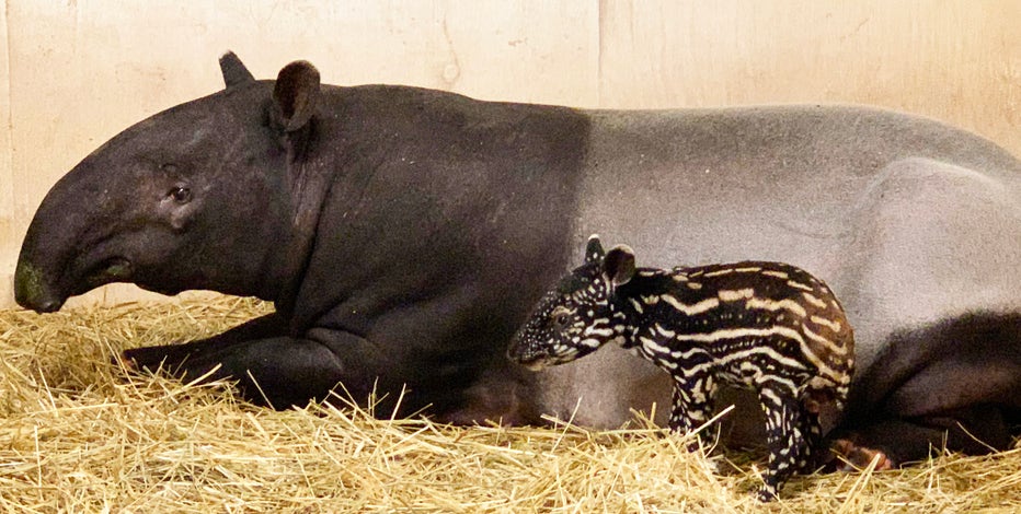 Endangered Baby Malayan Tapir Born At Minnesota Zoo Over The Summer Endangered Baby Malayan Tapir Born At Minnesota Zoo Over The Summer