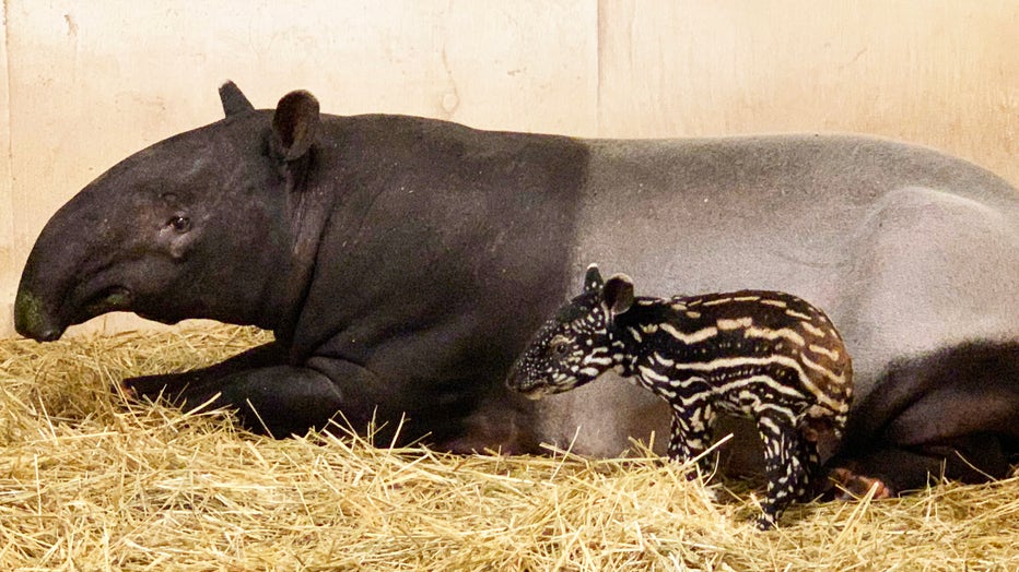 Endangered baby Malayan tapir born at Minnesota Zoo over the summer