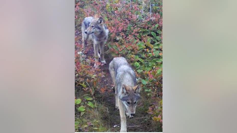 Isle Royale National Park wolf pups