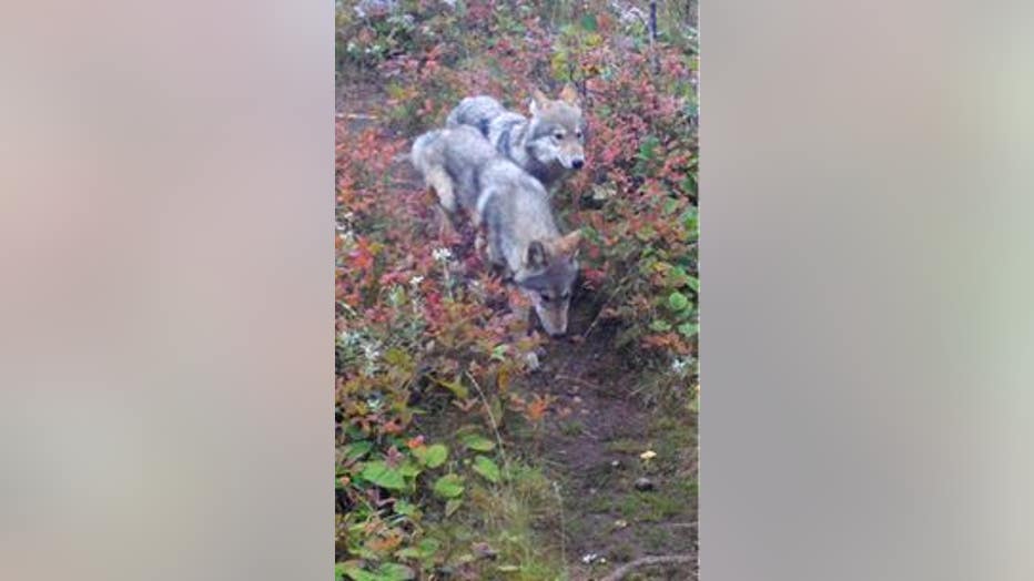 Isle Royale National Park wolf pups