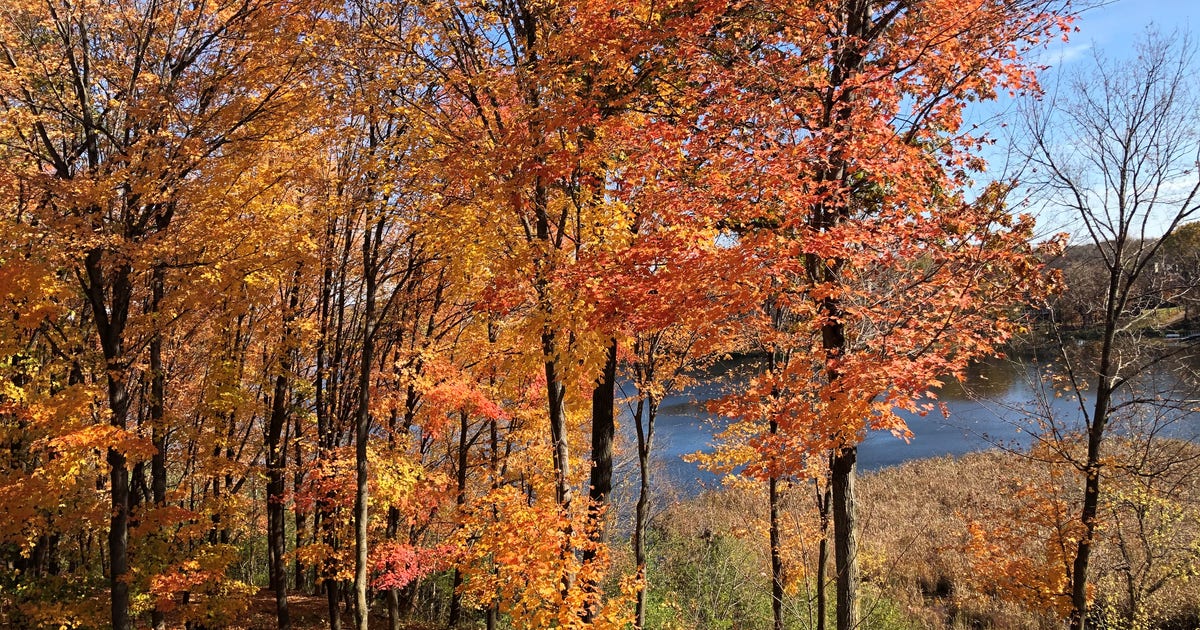 DNR: Most of Minnesota passes peak fall colors | FOX 9 Minneapolis-St. Paul