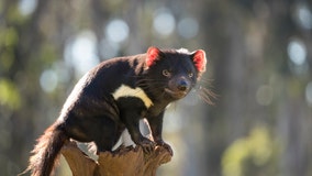 Tasmanian devils return to Australia for 1st time in 3,000 years, with help from Chris Hemsworth