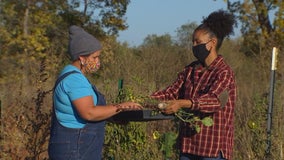 Renewed effort to increase amount of Black farmers in Minnesota