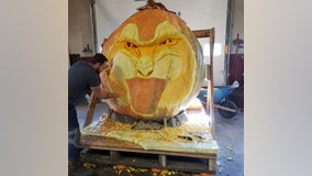 2,350 lb 'Tiger King' pumpkin carved for Anoka Halloween parade