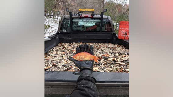 Water management officials remove 50k goldfish from Chaska lake