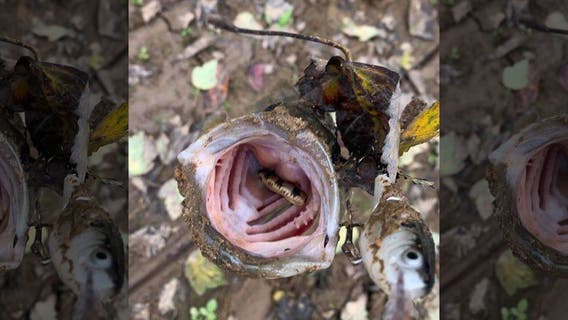 Tennessee fisherman catches bass holding snake in its mouth