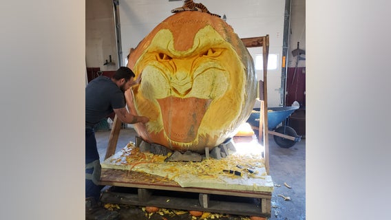 2,350 lb 'Tiger King' pumpkin carved for Anoka Halloween parade