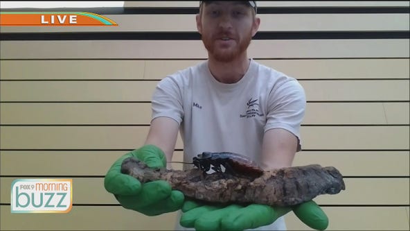 Como Park Zoo & Conservatory stopped by the Buzz with some creepy, crawly guests