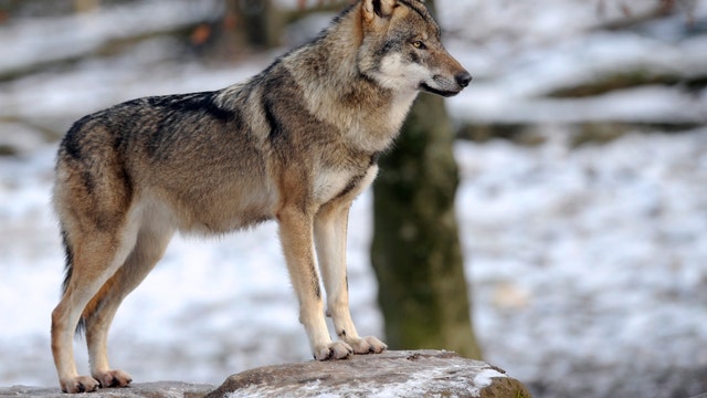 Trump officials remove gray wolf from endangered list, DNR opposes the move