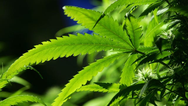 University of Minnesota develops test to help cannabis farmers predict THC levels