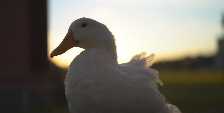 Drumming duck in St. Paul sets World Record for flock of followers