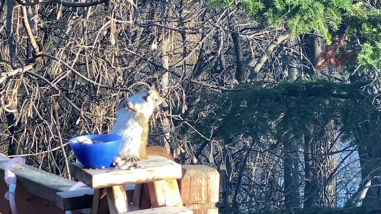 Squirrel gets drunk after eating fermented pears outside Minnesota 