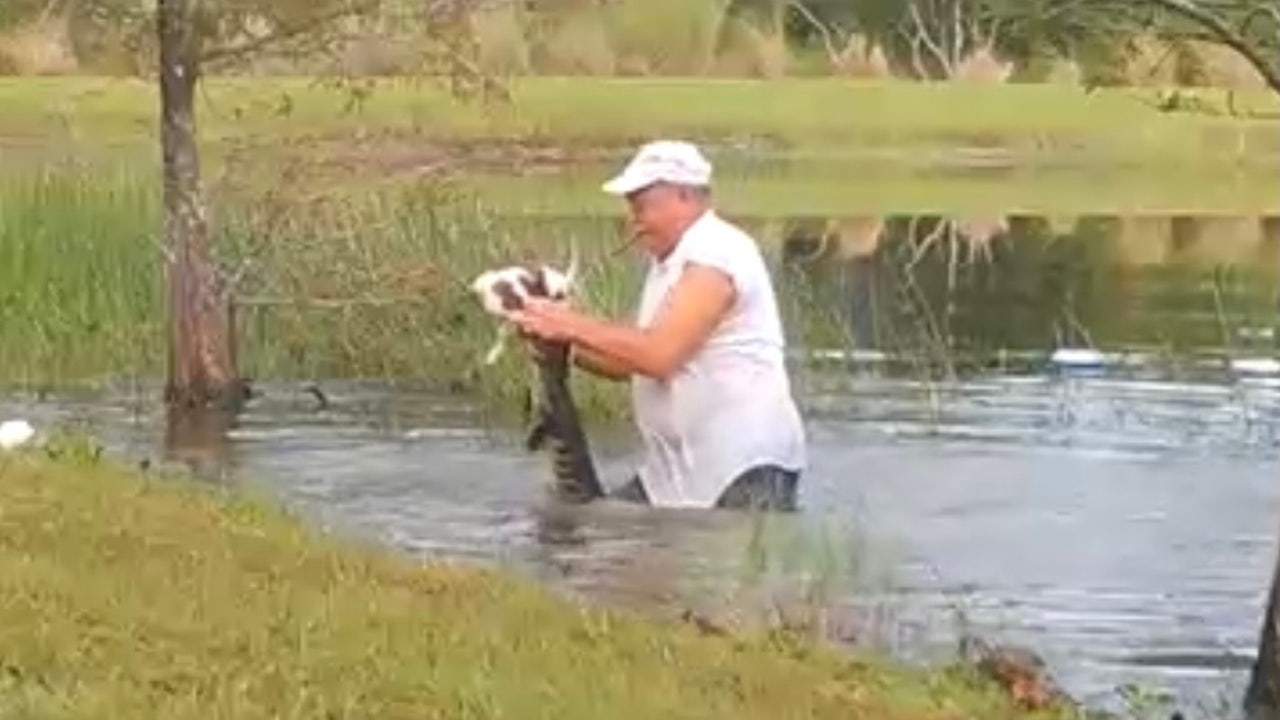 Caught on video Man saves puppy from alligator’s jaws in Florida
