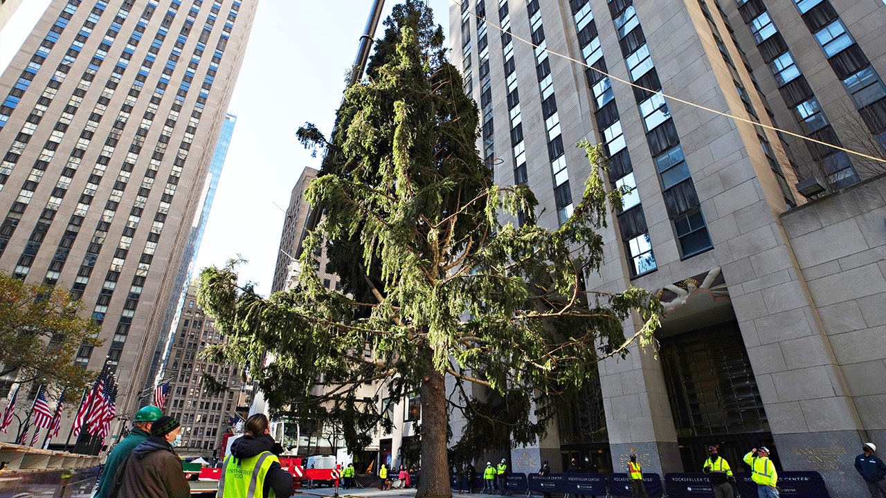 2020 A Christmas Tree Grows In Colorado