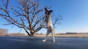 Video: Happy fox jumps on trampoline at Minnesota sanctuary