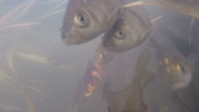 Scientists removing invasive goldfish by the truckload from Chaska lake