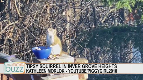 Tipsy squirrel in Inver Grove Heights, Minnesota