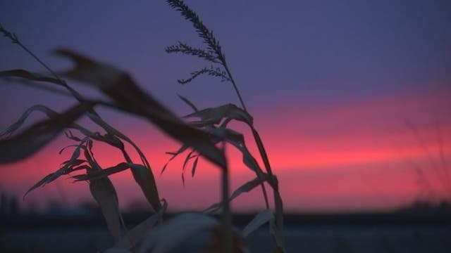 After the Harvest: Farmers face an uncertain future despite bountiful harvests
