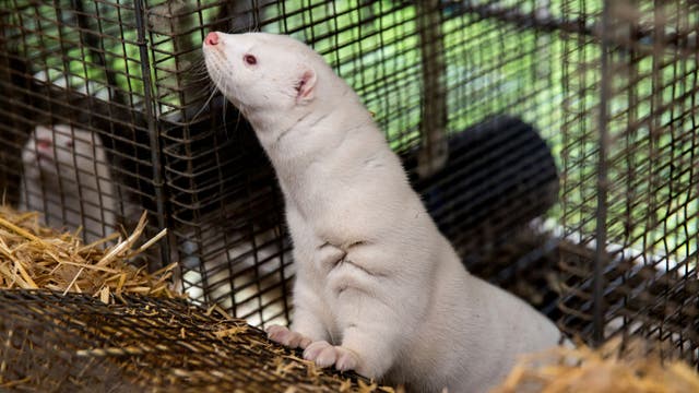Millions of minks ordered to be euthanized after mutated COVID-19 virus spread to humans