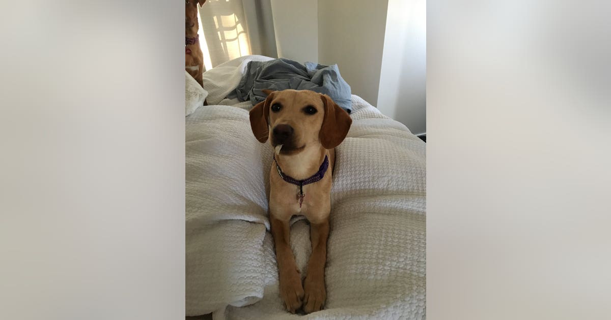 1 dog found, 1 still missing after SUV stolen in south Minneapolis with ...
