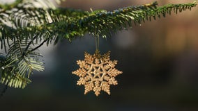 Dispose of Christmas tree properly to avoid spreading invasive species, Minnesota agriculture officials say