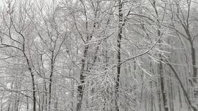 Strong winds, snow trigger blizzard warning for Twin Cities metro area