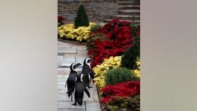 Penguins, armadillos explore closed conservatory at Como Zoo