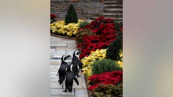 Penguins, armadillos explore closed conservatory at Como Zoo