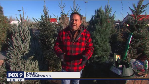 Choosing the perfect Christmas Tree