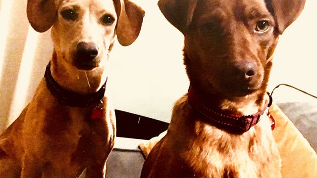 Family pleads for return of 2 dogs after SUV stolen with pets inside