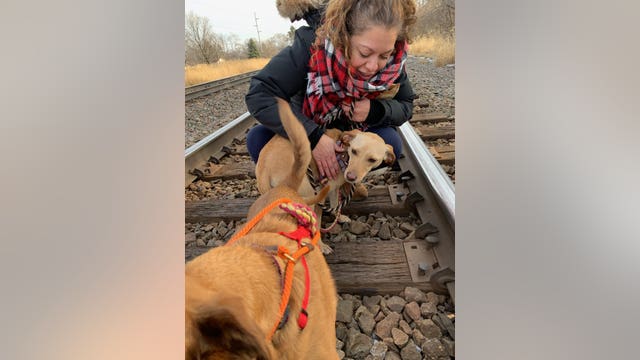 2nd dog found safe after being taken during Minneapolis SUV theft