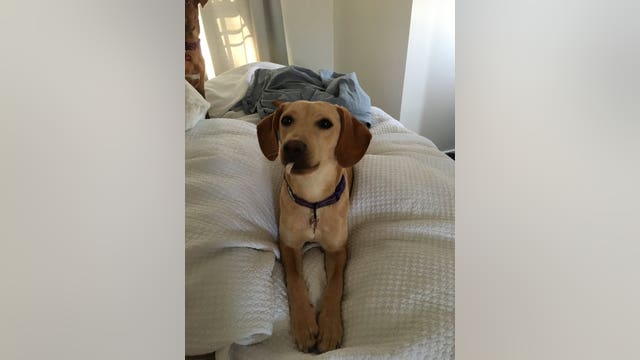 1 dog found, 1 still missing after SUV stolen in south Minneapolis with pets still inside