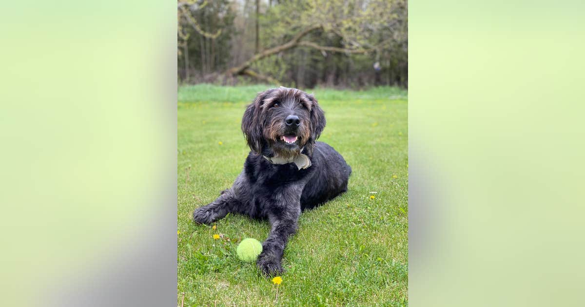 Dog inside vehicle stolen in Woodbury found, reunited with family | FOX ...