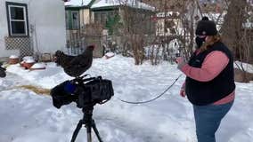 Chickens rule the roost behind the scenes of FOX 9 story