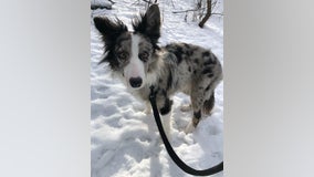 Dog inside car stolen from Bloomington hotel found safe, police say