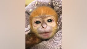 'Doing great': Philadelphia Zoo celebrates birth of endangered François' Leaf Monkey