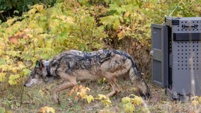 Winter research put on hold at Isle Royale National Park due to COVID-19