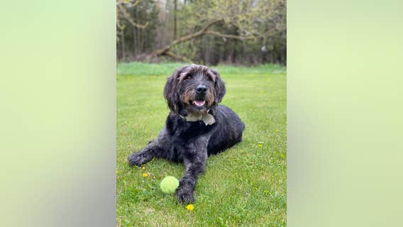Dog inside vehicle stolen in Woodbury found, reunited with family
