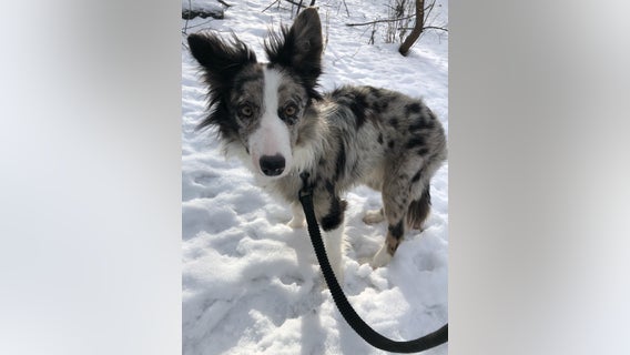 Rochester family reunited with dog after he was stolen along with car