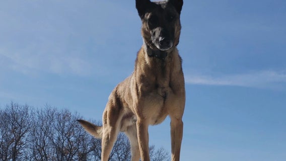 'He saved my life': Family fights to keep K-9 with retired Corcoran police officer