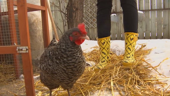 Urban farms trend in Twin Cities going strong as pandemic keep people home
