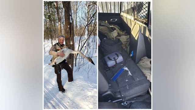 Deputies rescue trumpeter swan found on road in Chisago County