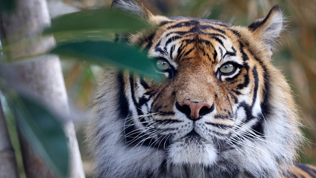 Tiger at Minnesota wild cat sanctuary tests positive for COVID-19 virus