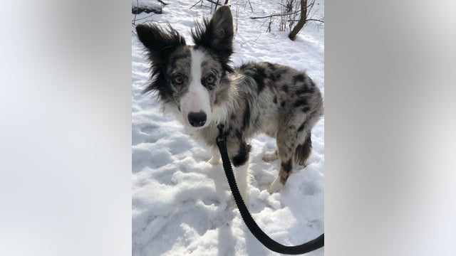 Rochester family reunited with dog after he was stolen along with car