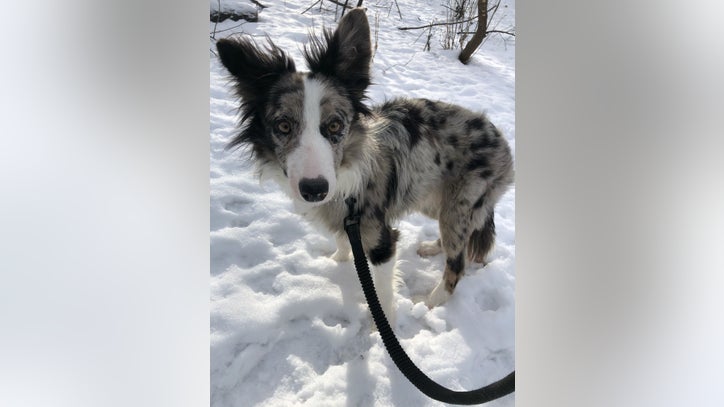 Dog inside car stolen from Bloomington hotel found safe, police say - Vimarsana News