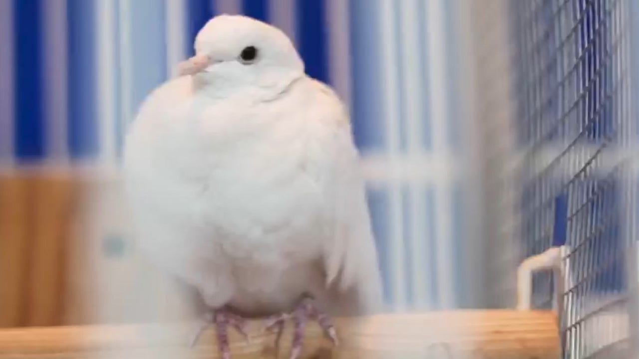 White dove　① Divinity.jpg?ve=1&tl=1